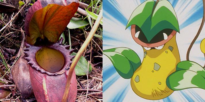 Pokemon in real life: Nepenthes-Victreebel