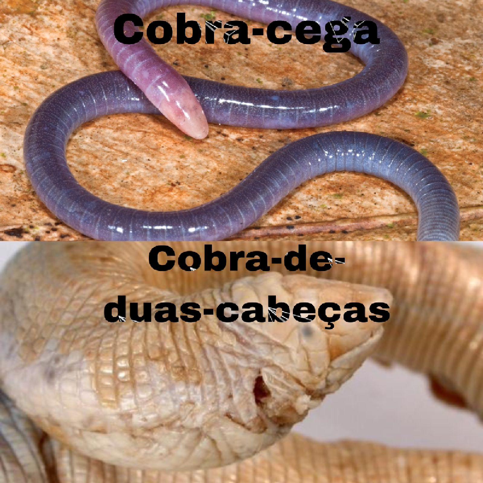 Cobra-cega: conheça tudo sobre ela