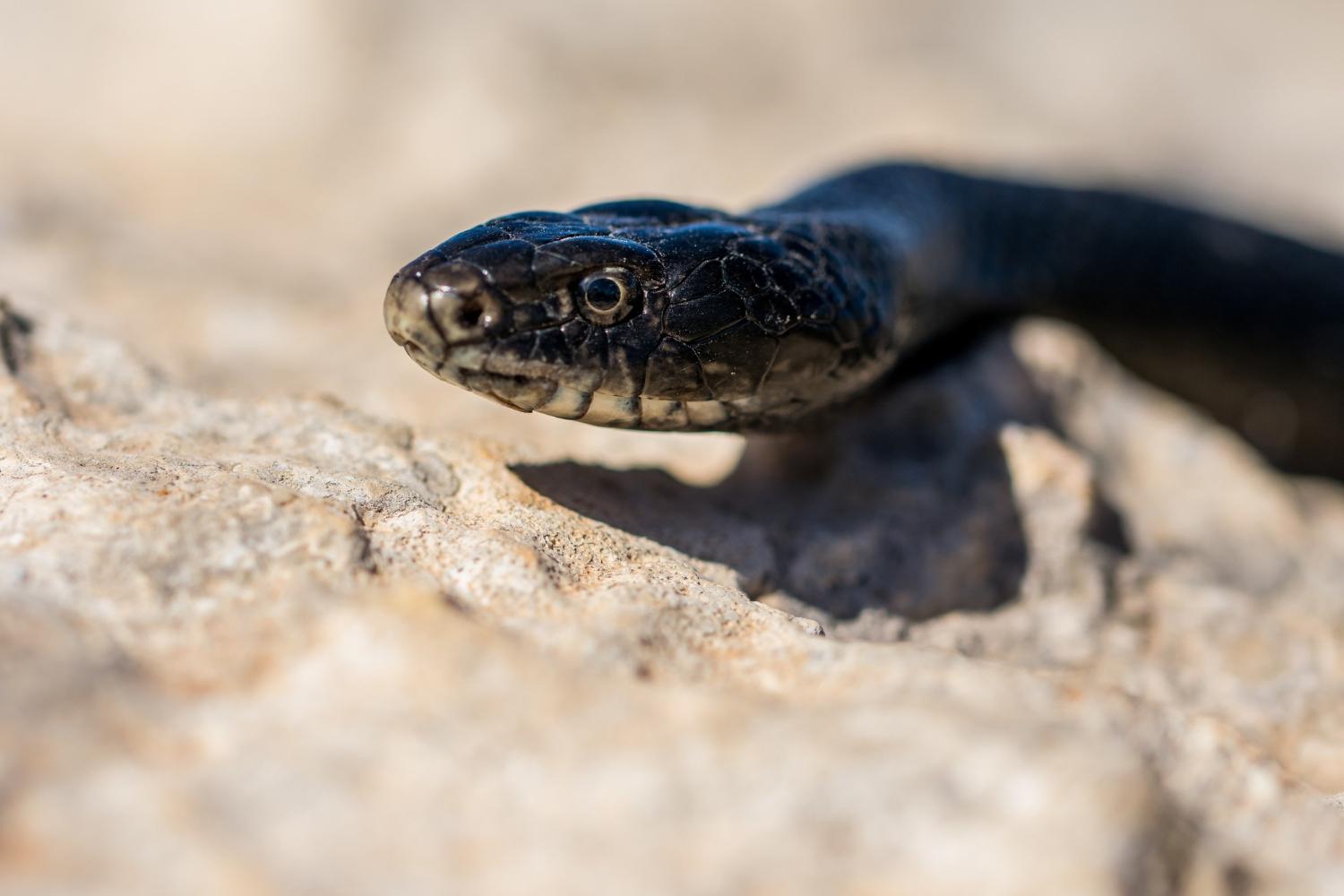 Qual é a cobra mais venenosa do mundo?