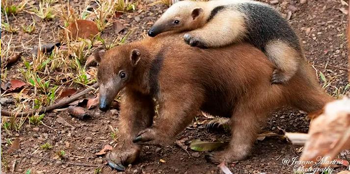 Tamandua