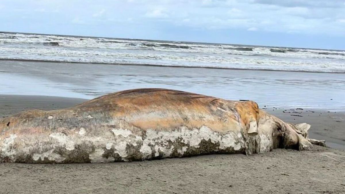 Baleia-jubarte morta em praia de Ilha Comprida