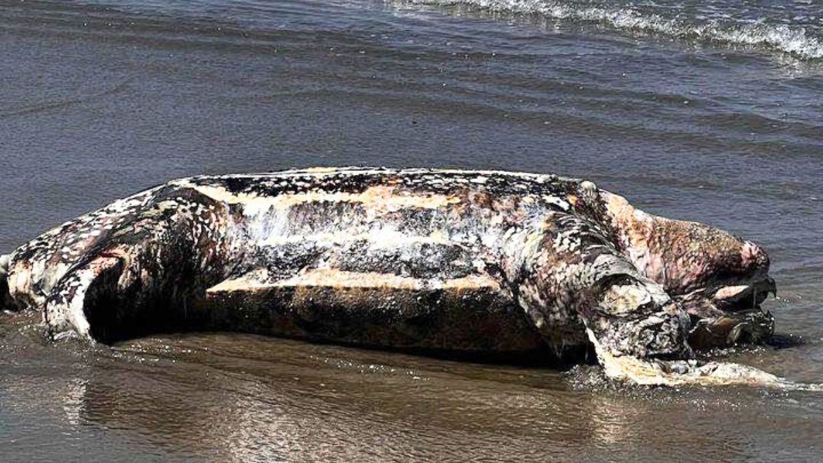 Tartaruga morta em Praia Grande