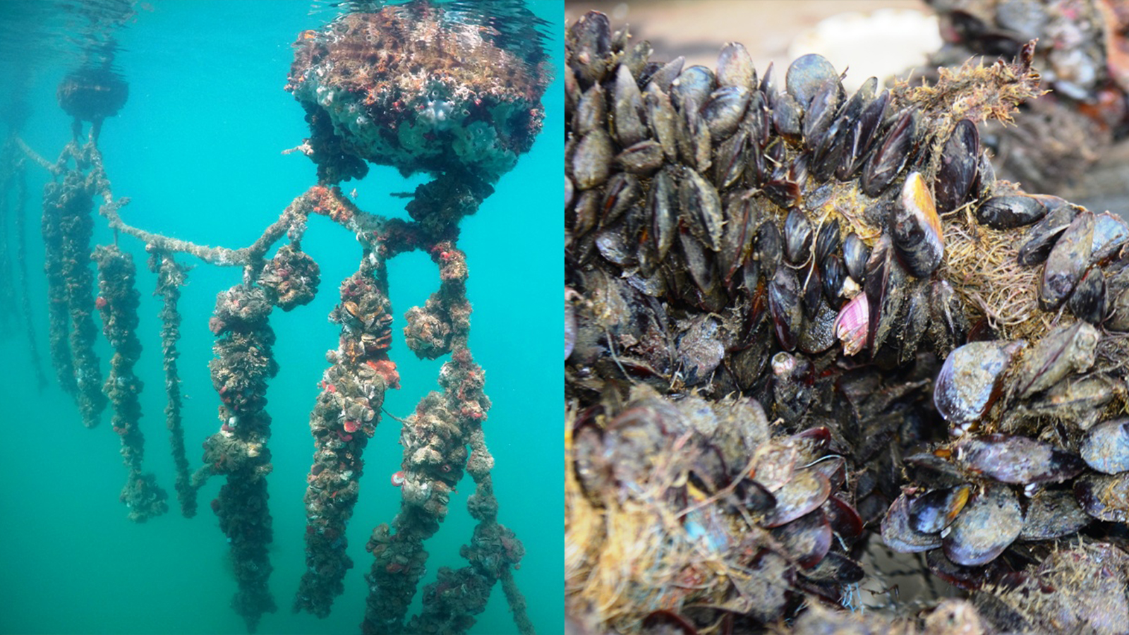 fazenda de mexilhões no mar de Caraguatatuba