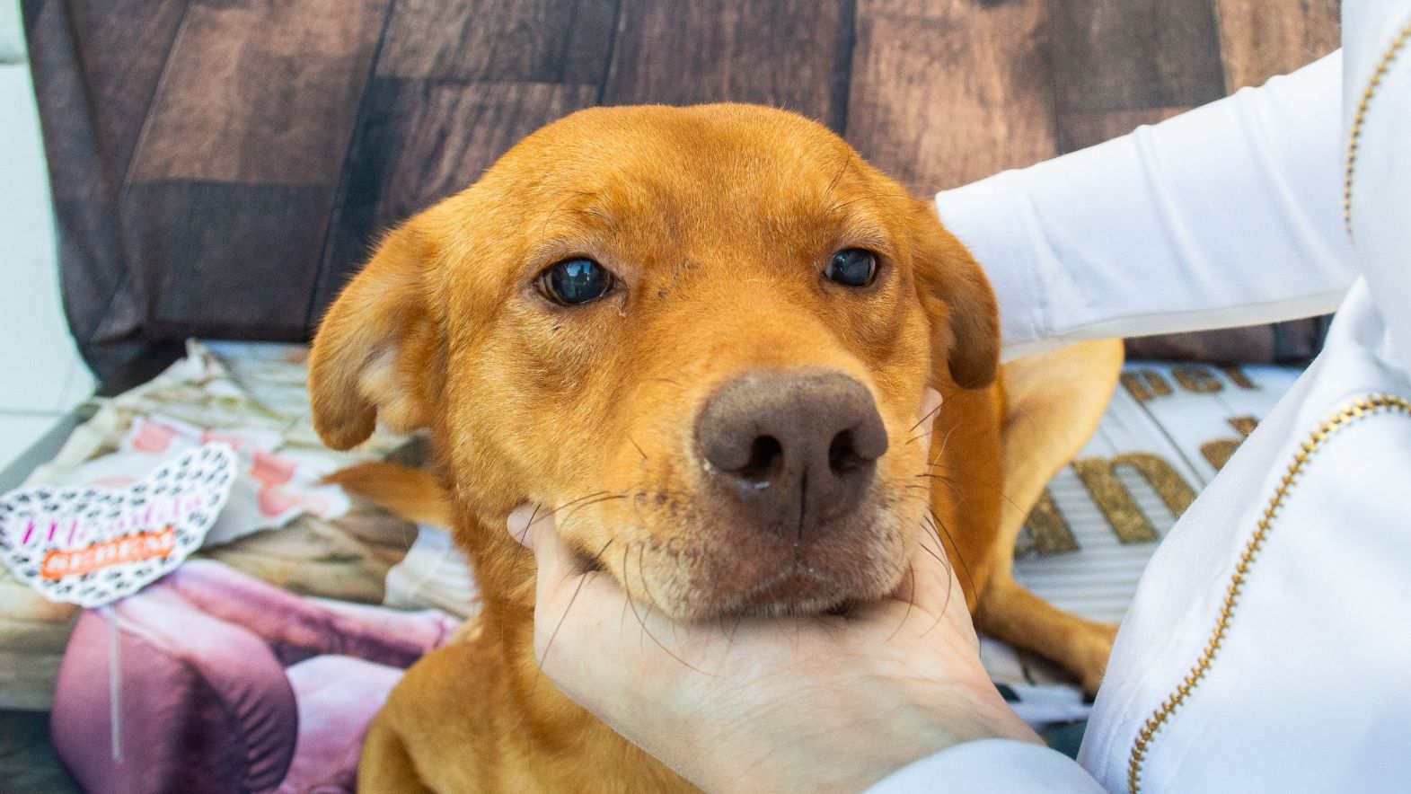 Cão Lázaro