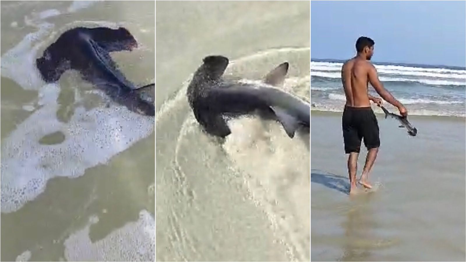 Tubarão martelo em praia de Bertioga