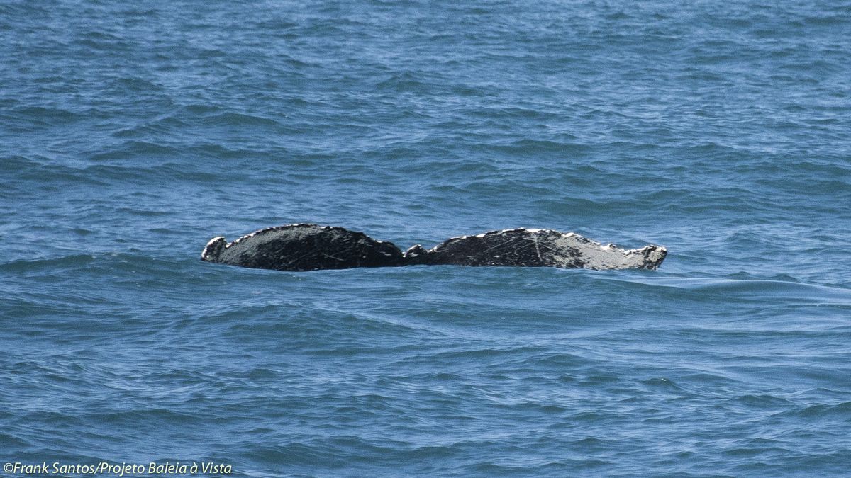Cauda de Baleia Jubarte no mar de Ilhabela