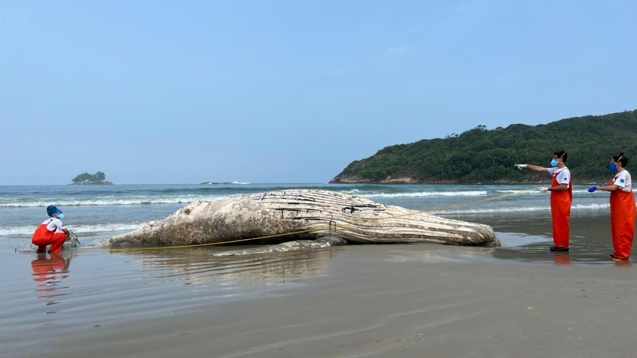 Jubarte morta na praia de Pernambuco, Guarujá