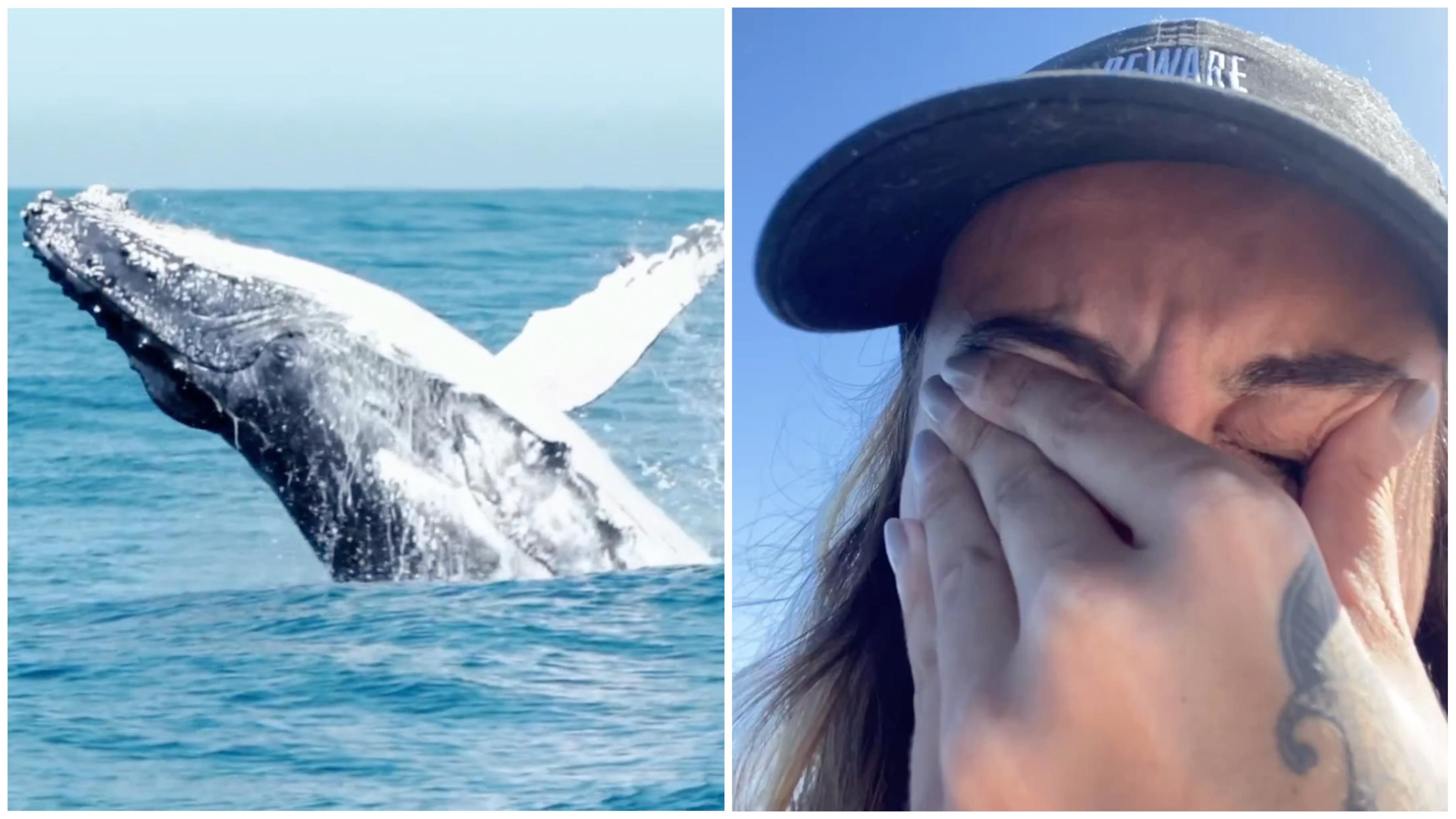 montagem com fotos de baleia e mulher chorando