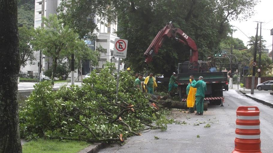 Árvore caída em Santos