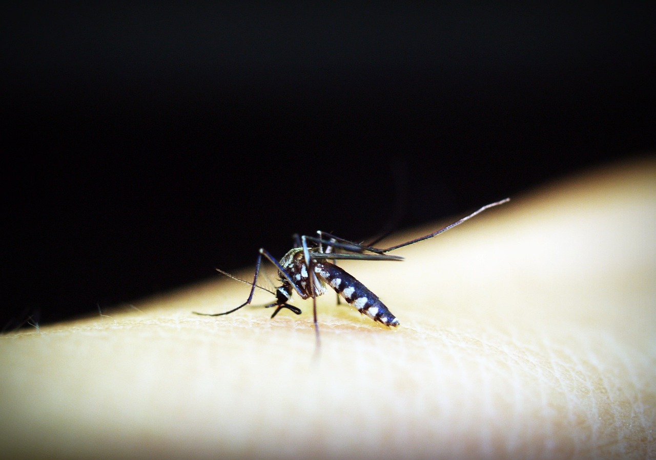 Mosquito da dengue