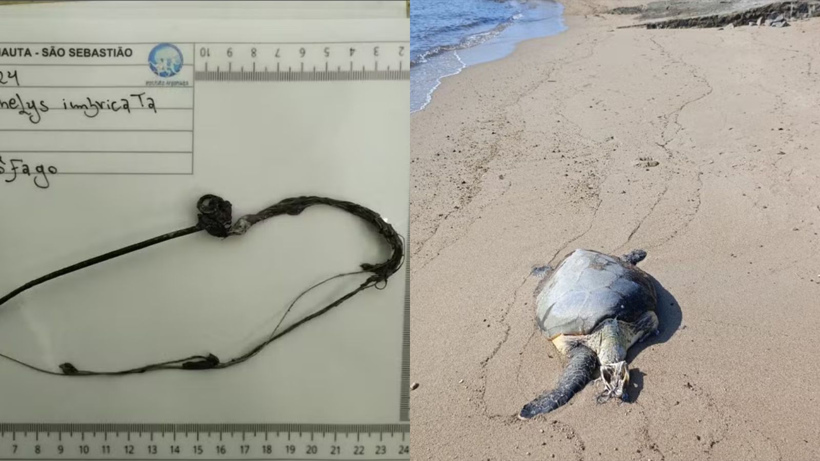 tartaruga-de-pente morta na praia
