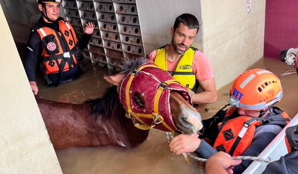 Resgate de cavalo no RS