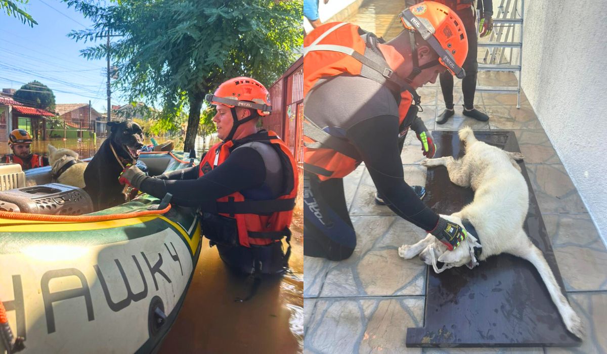 Cachorros sendo resgatados por bombeiros de SP