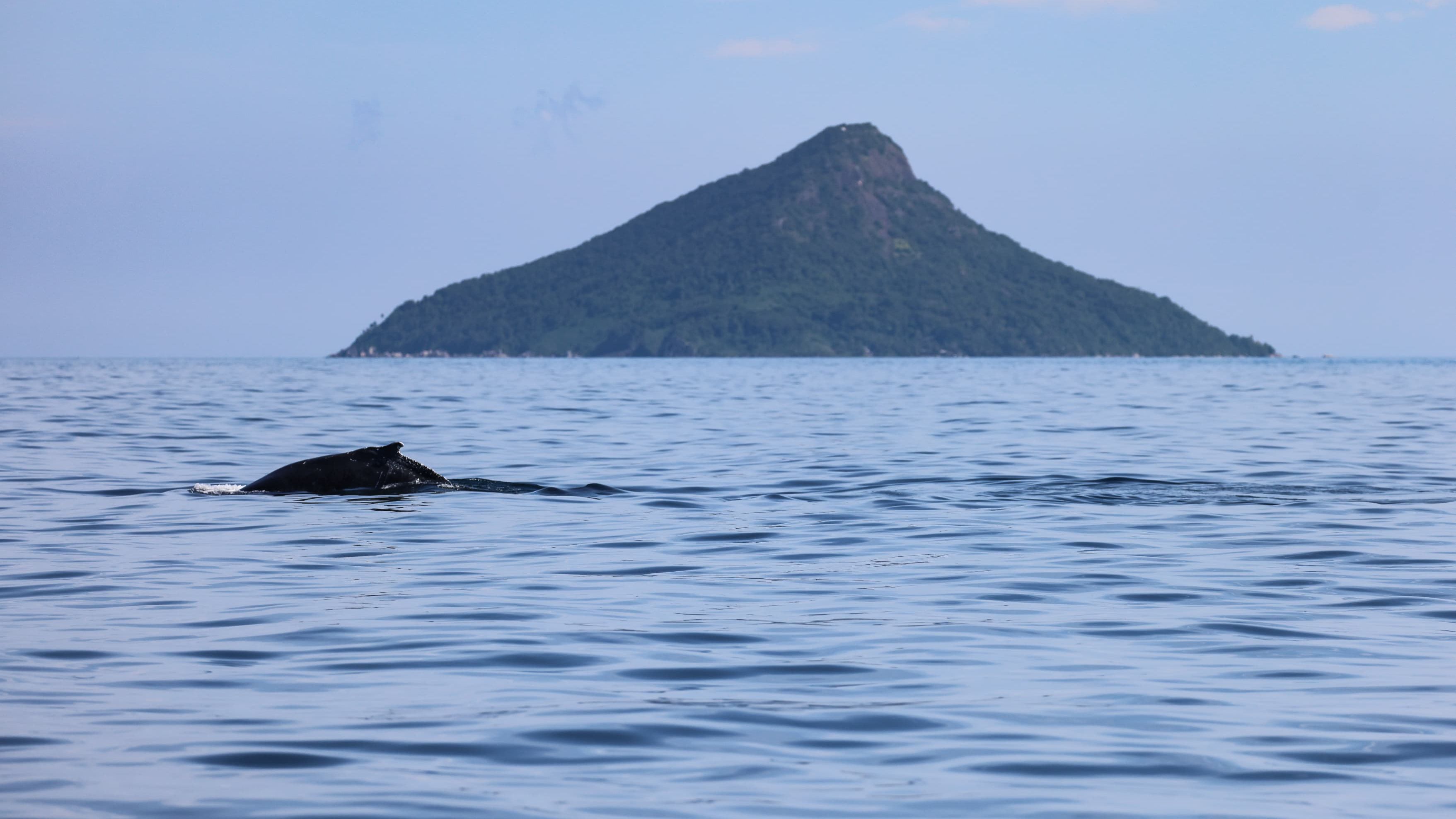 baleia jubarte na costa de São Sebastião - SP