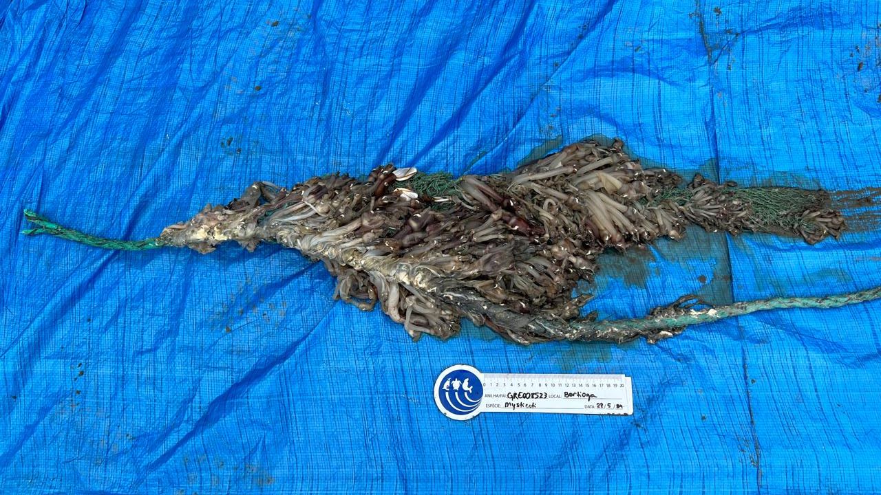 Petrecho enroscado em baleia