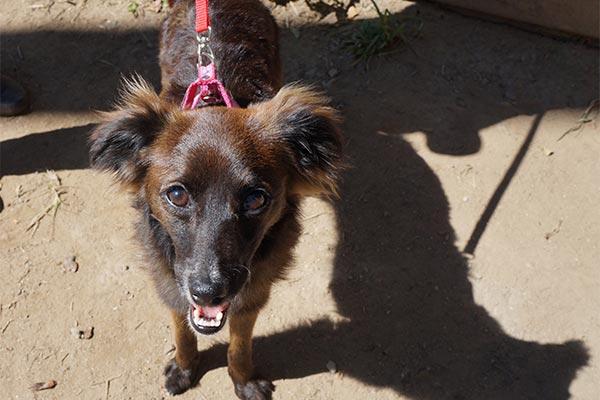 Cachorro em Ilhabela
