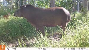 anta (Tapirus terrestris)