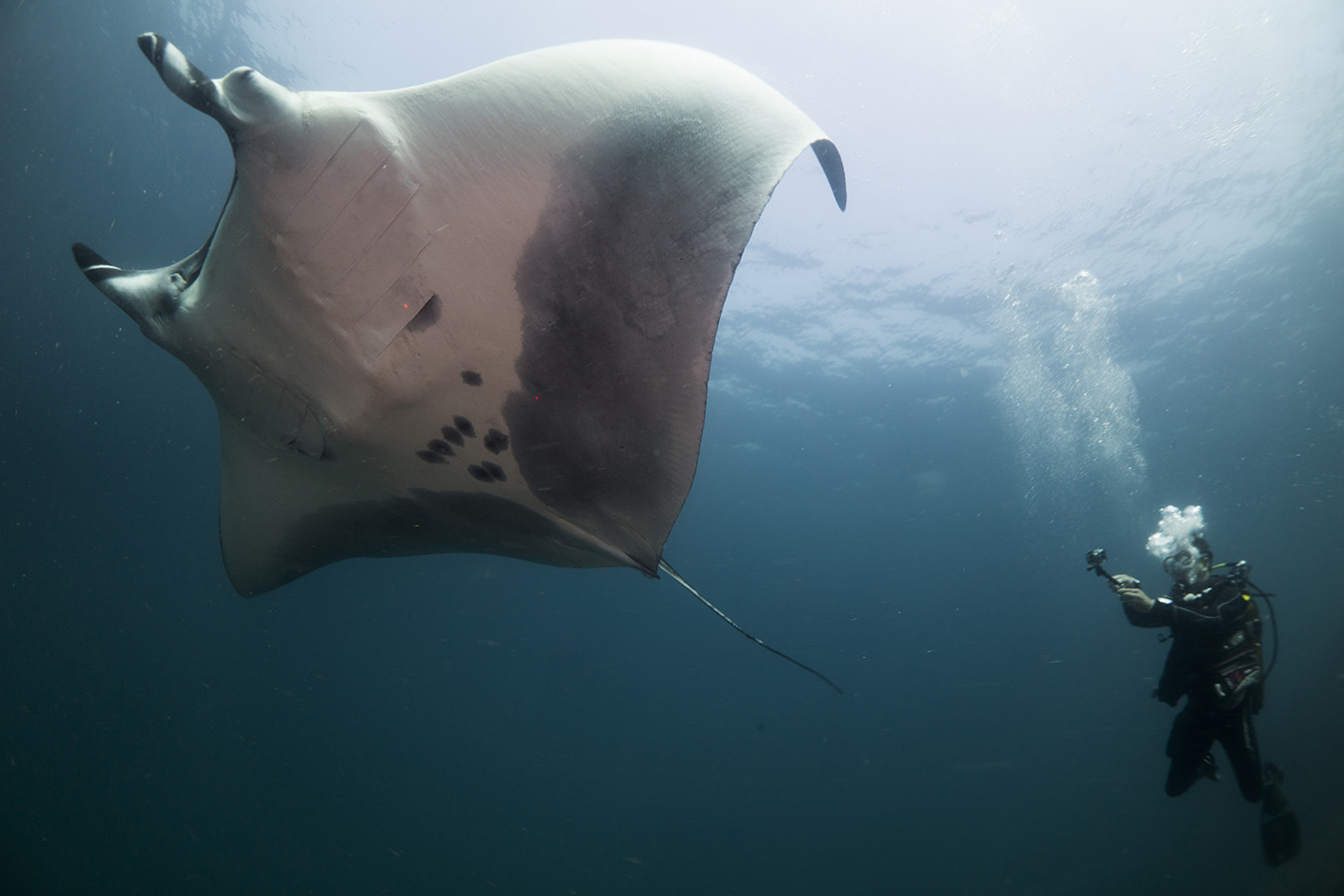 Raia-Manta