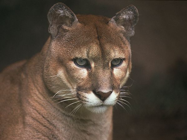 Onça-Parda – Puma concolor (Foto: Fausto Pires de Campos)