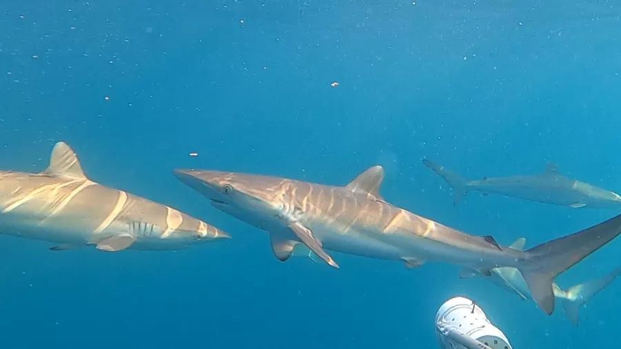 animais avistados não são perigosos para humanos, diz oceanógrafo