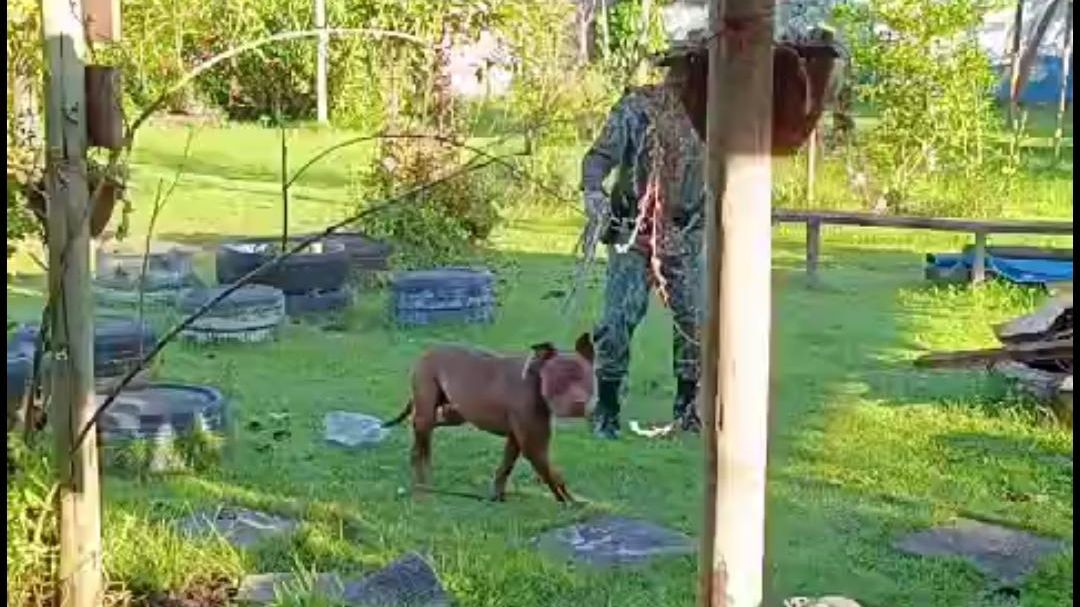 cachorro pitbull e policial