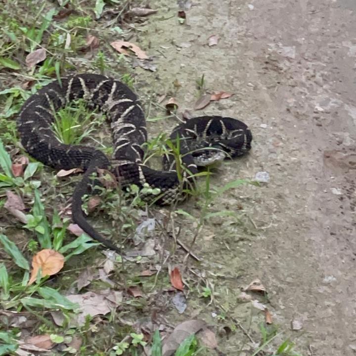 Espécie é comumem áreas de floresta atlântica, diz pesquisador