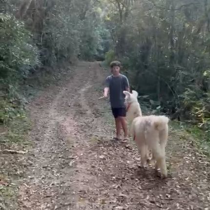 nasceu no sítio e está sendo criada desde pequena para ser domesticada