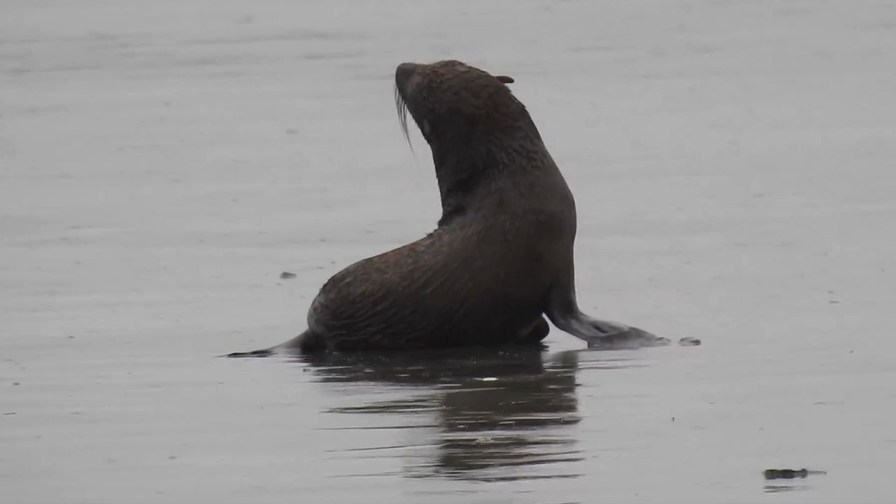 Lobo-marinho na praia de Peruíbe 