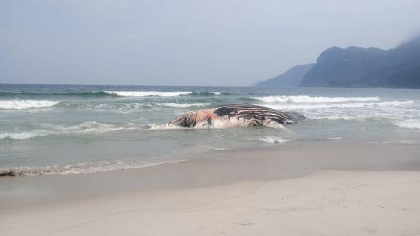 Baleia-jubarte morta encalhada na praia de Guaecá.