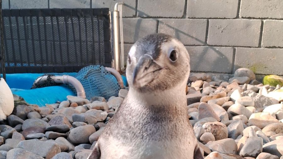Pinguim-de-magalhães