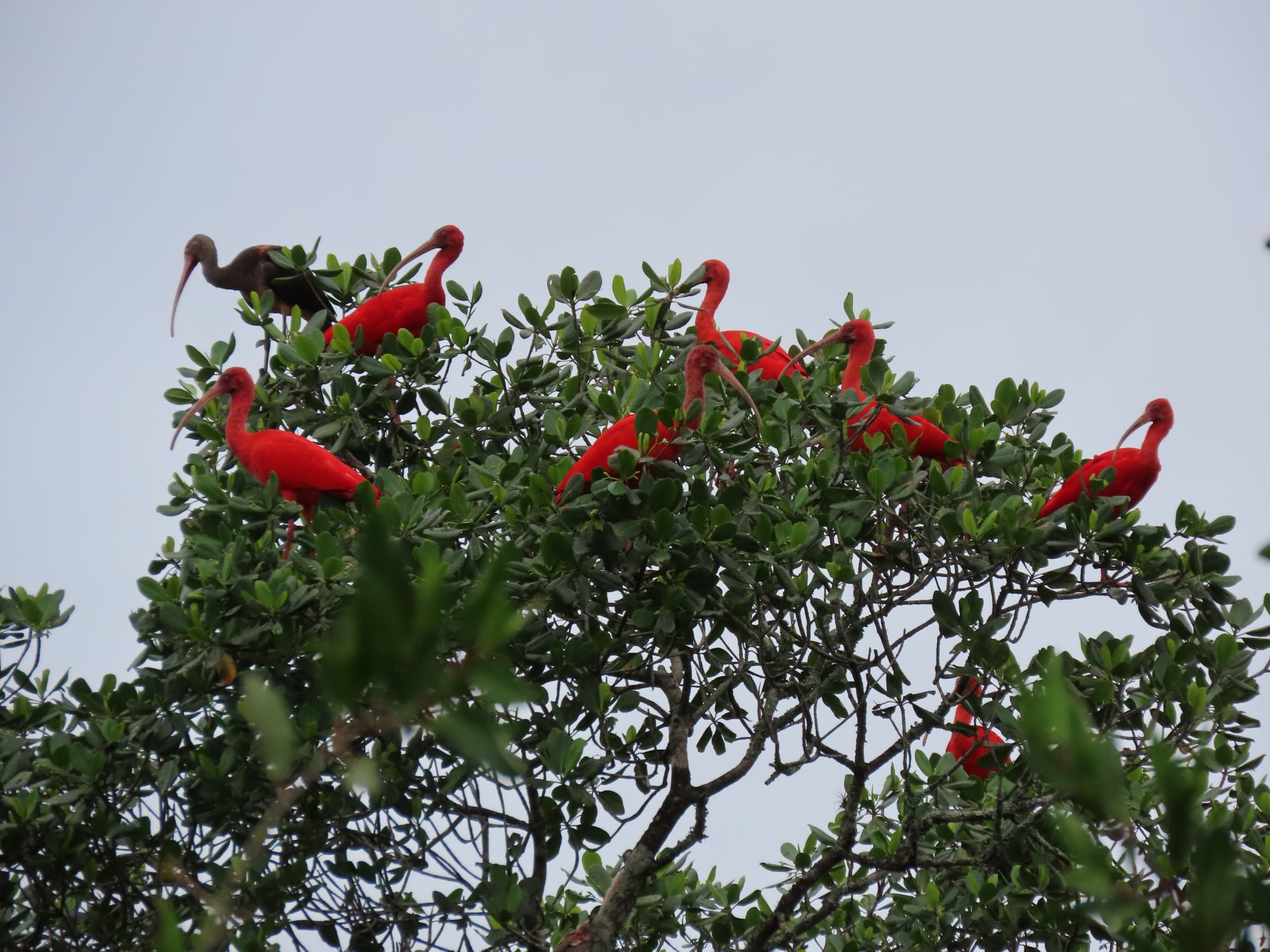 Guarás repousam na vegetação do mangue | Arquivo Pessoal/Bruno Guazzelli Filho