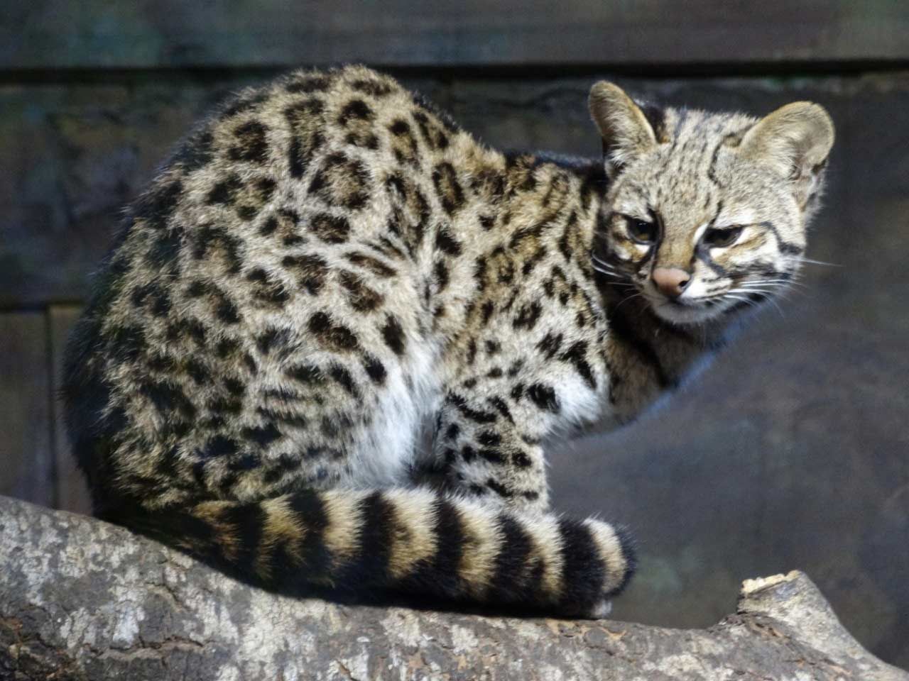 Gato-do-mato-do-sul Leopardus guttulus