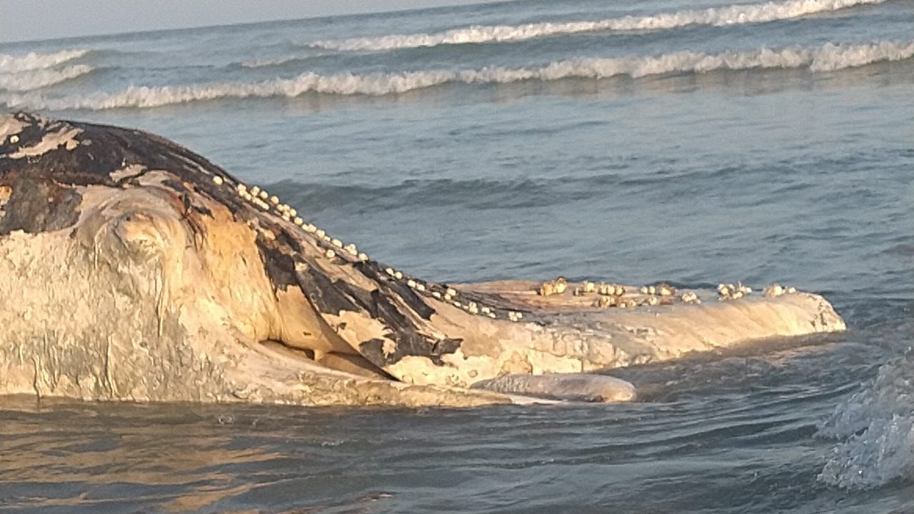 Carcaça de baleia jubarte em praia de São Sebastião