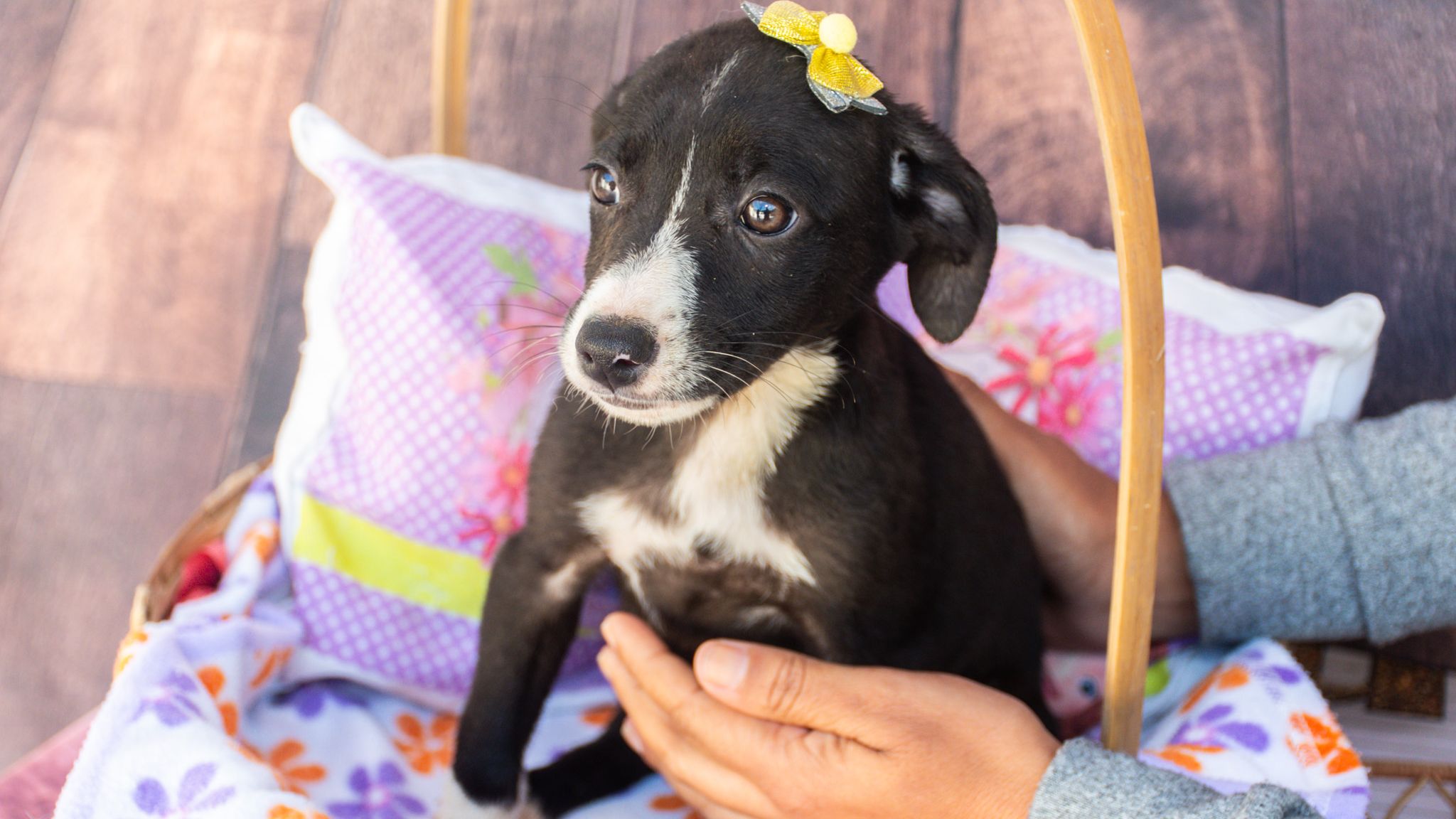 Cão para adoção