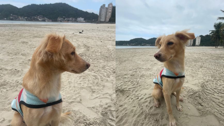 Caramelo está no Posto de Bombeiros Guarda-Vidas de São Vicente
