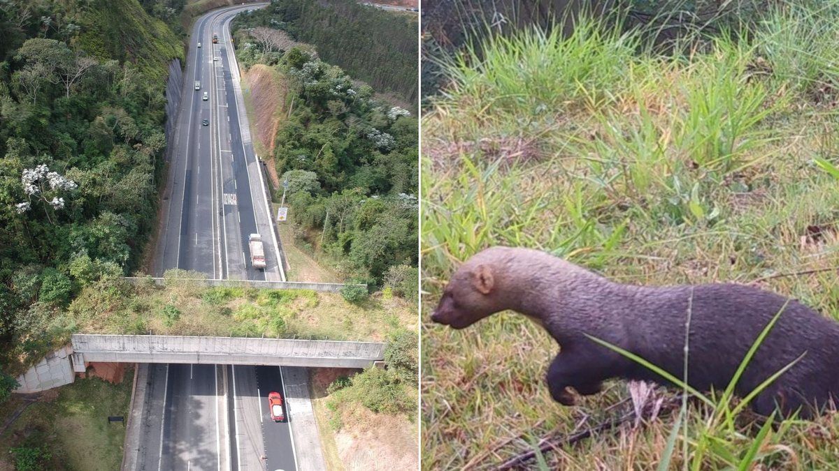 Passagem de fauna Tamoios