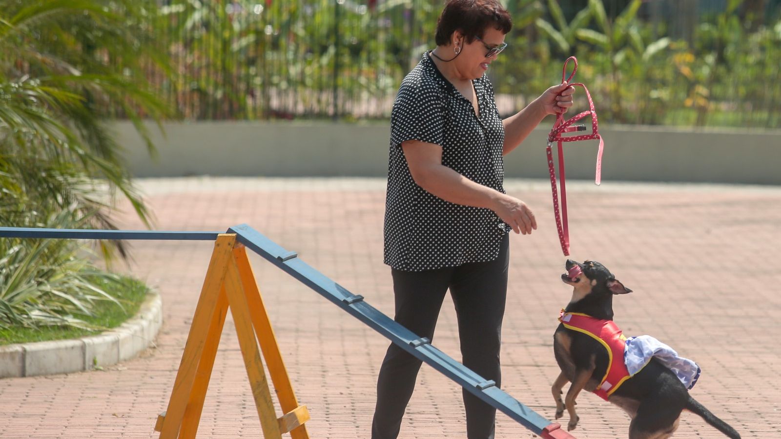 Dog Park PG
