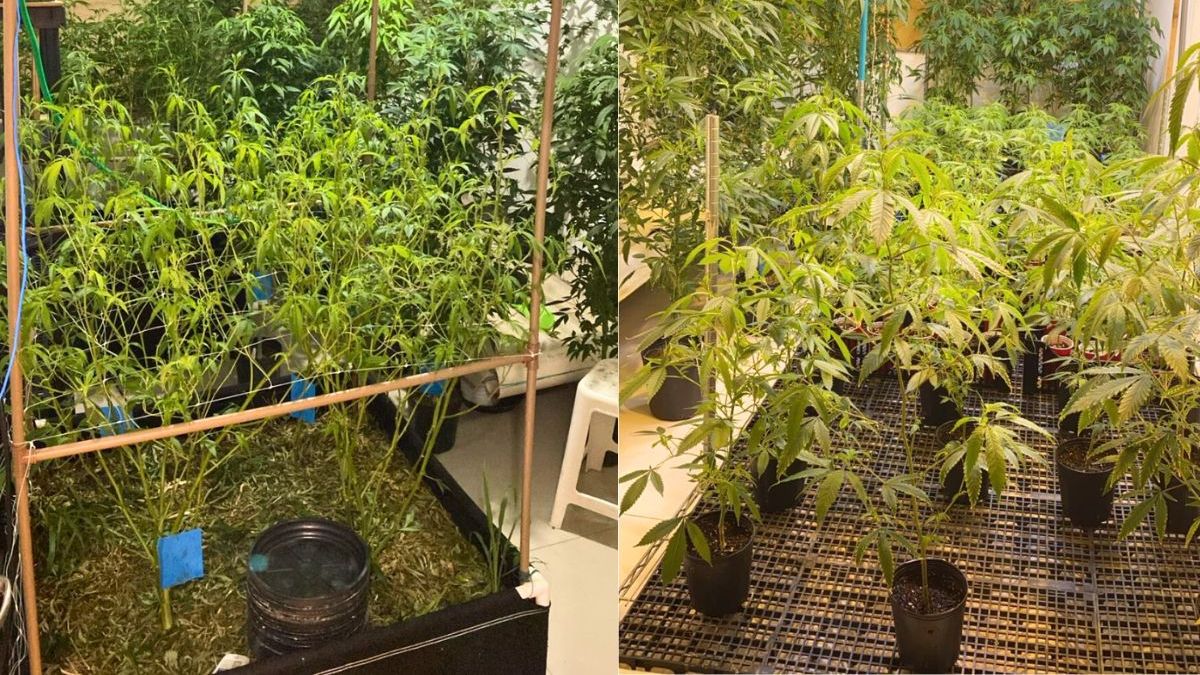 Mudas de maconha em Santos