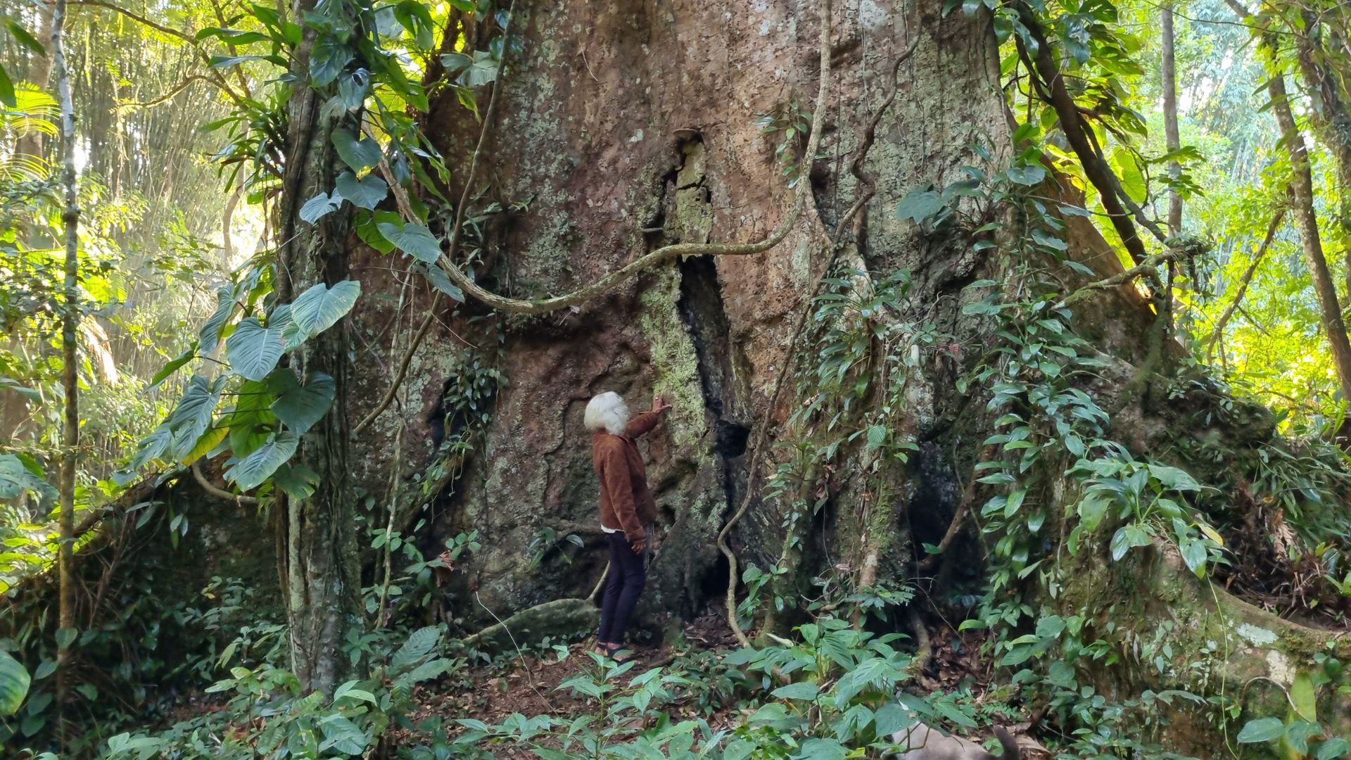 Árvore ocupa área de preservação de 64 hectares do sítio Bacarira, em Cambury - Poio Estavski ApoioRP