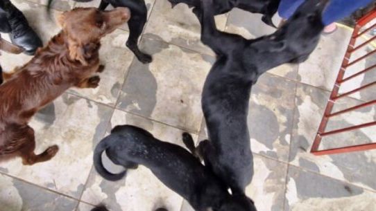 Cachorros Caraguatatuba