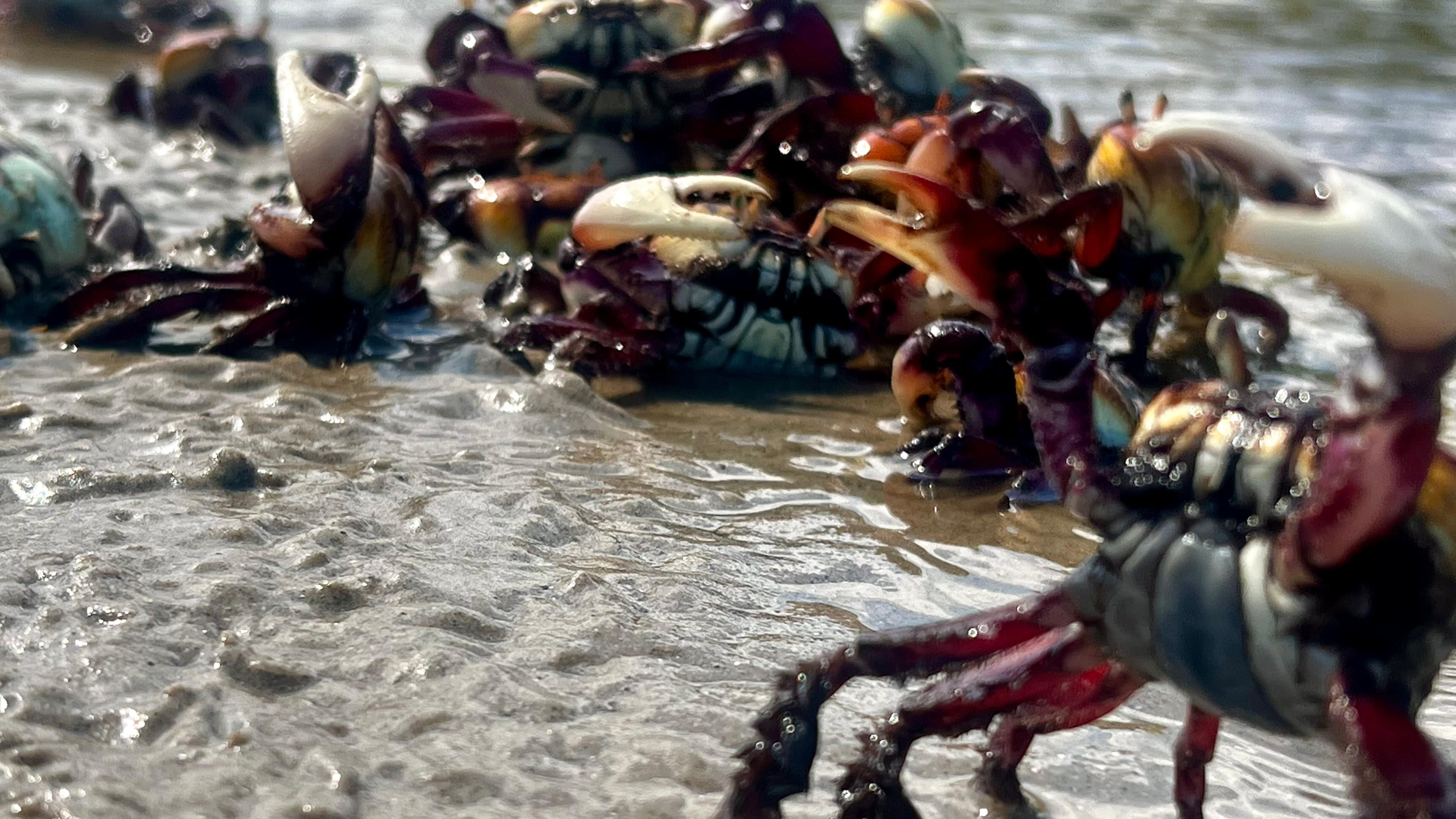 Caranguejos avistados na praia pertencem à espécie Ucides cordatus, popularmente conhecida como caranguejo-uçá - Foto: Lenildo Silva/CN