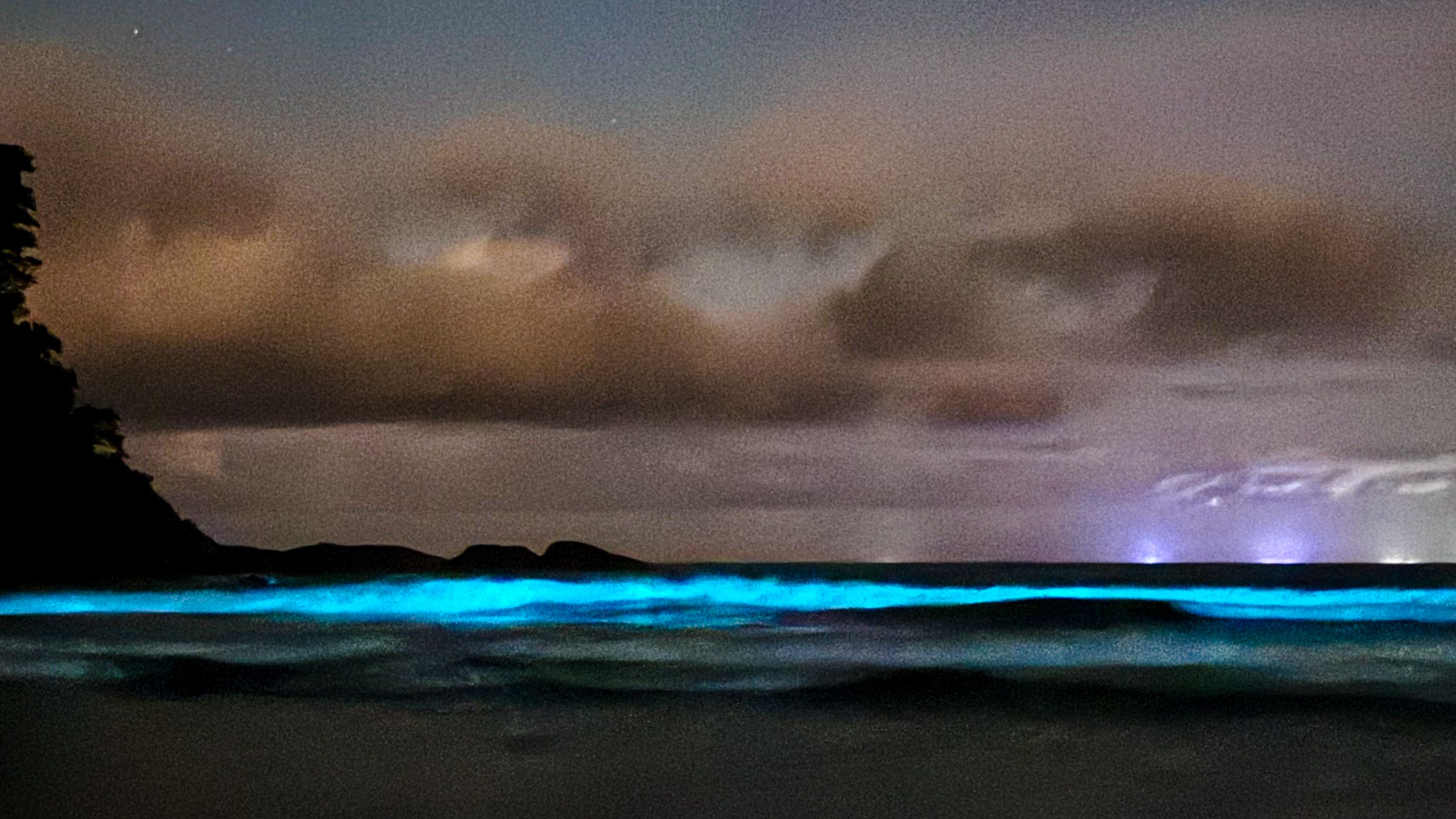 Fundação Florestal disse que fenômeno provavelmente foi causado por microalgas dinoflageladas, como a Noctiluca scintillans - Foto: Leo Dantas