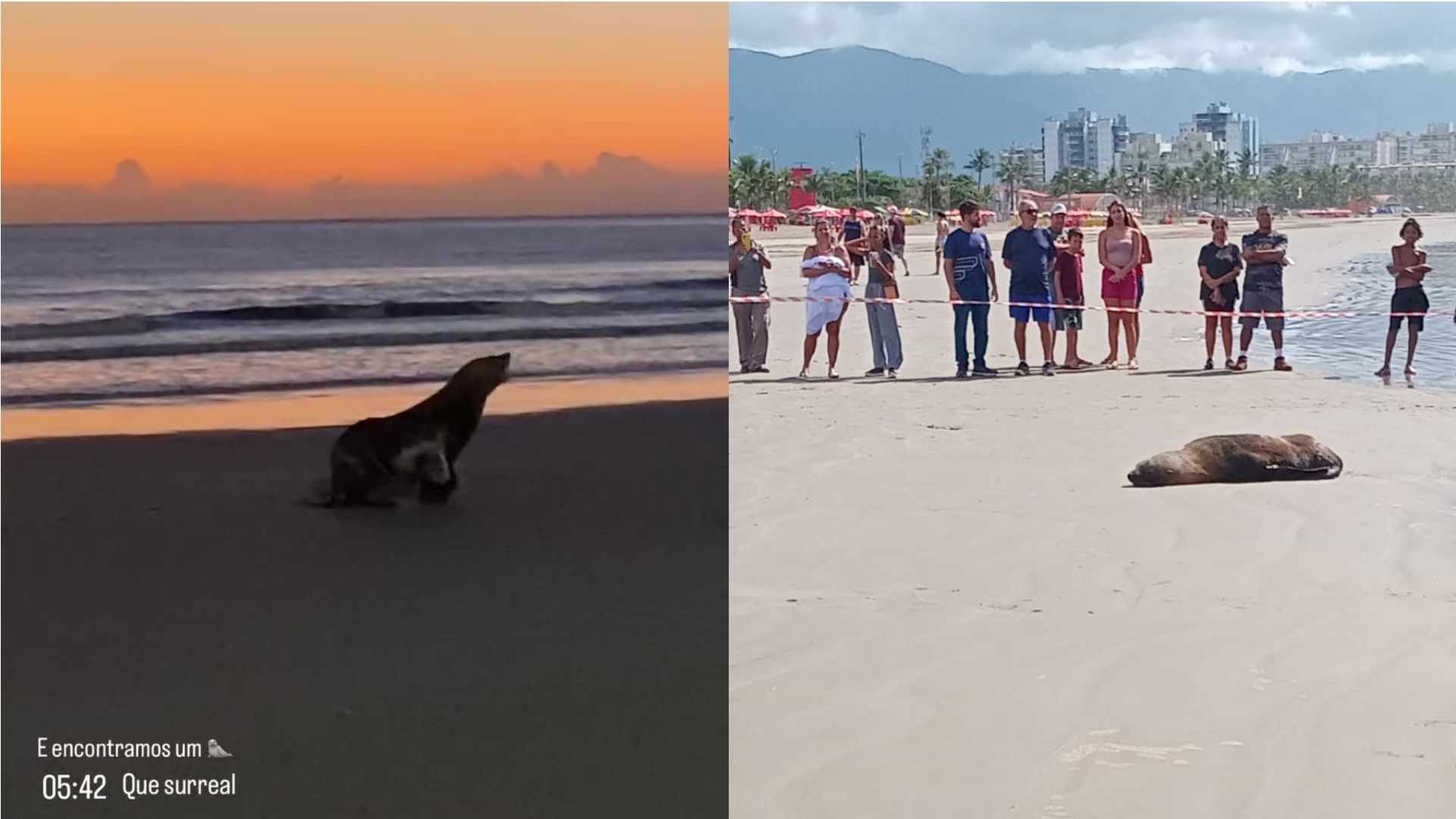 Animal foi visto na faixa de areia da praia da Enseada e foi monitorado pelo DOA - Foto: Ana Bittencourt e Aconteceu em Bertioga
