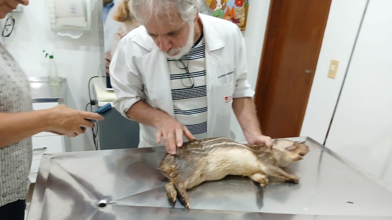 A paca foi levada para avaliação do veterinário Denis, profissional que auxilia nesses casos - Divulgação/11ºGB