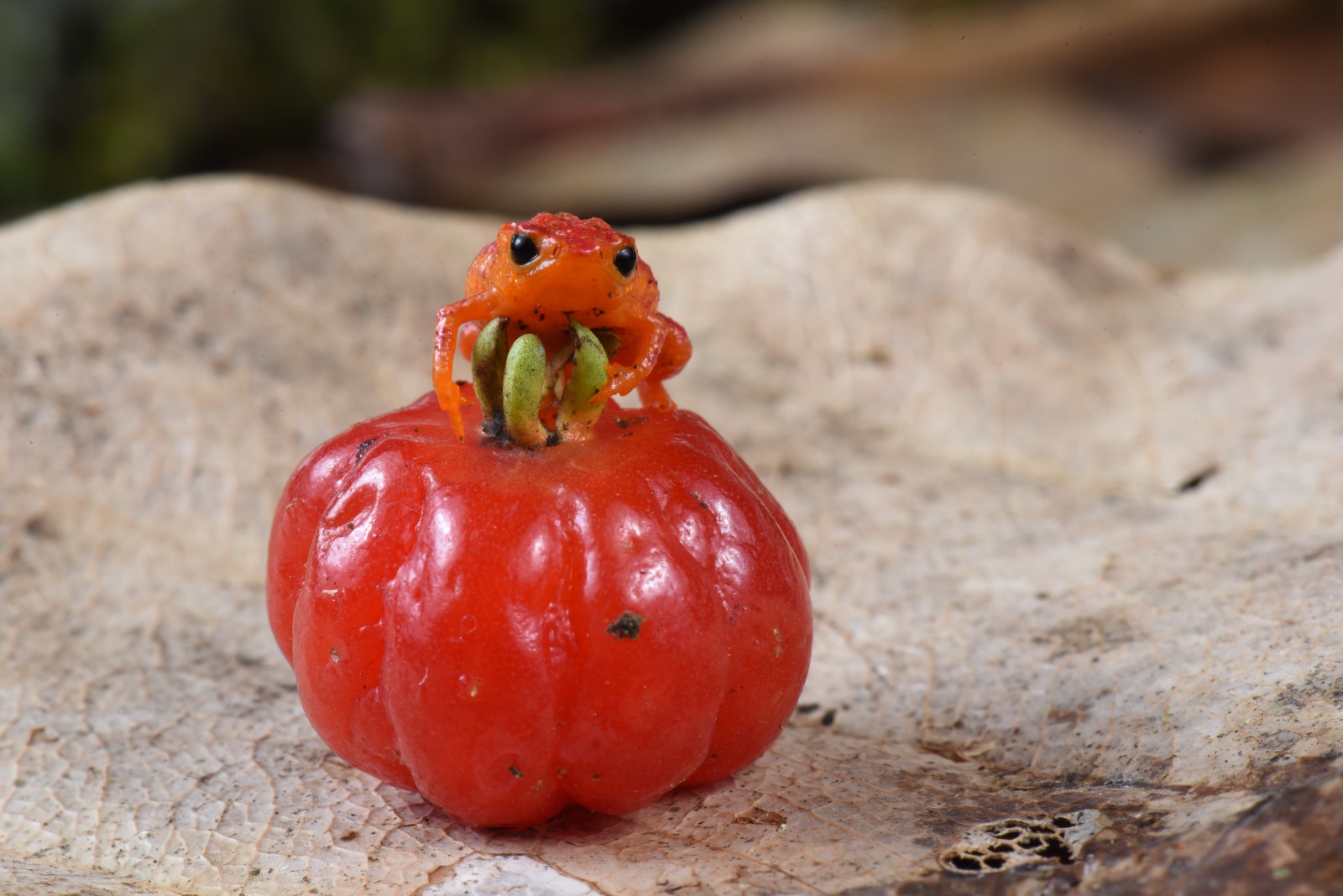 Sapo-pitanga é encontrado na Serra do Mar, em Ubatuba | Foto: Renato Martins