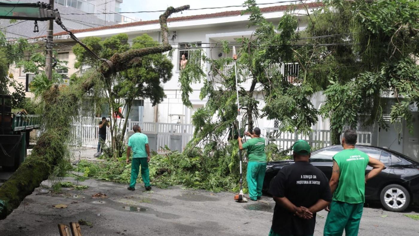 Árvores caídas em Santos