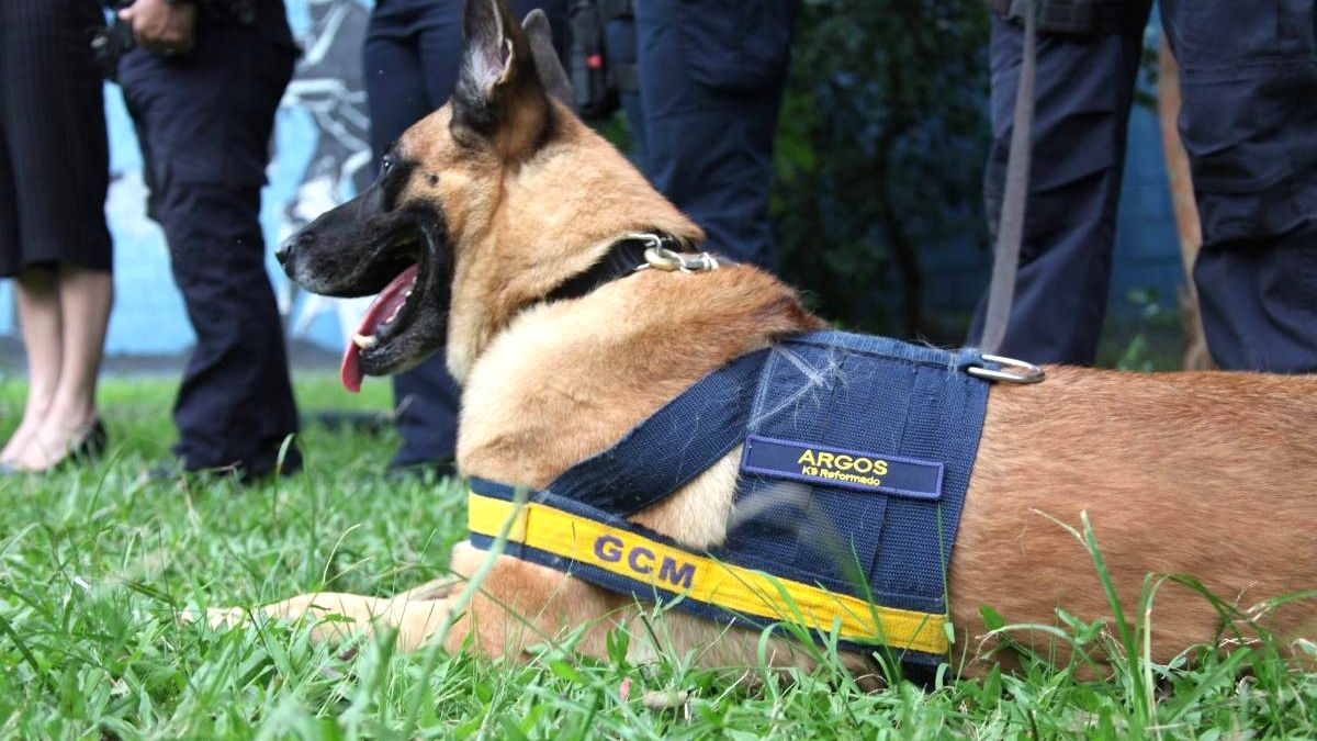 Cão da GCM de Santos