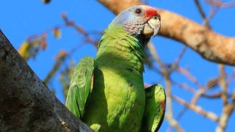 Papagaio-de-cara-roxa