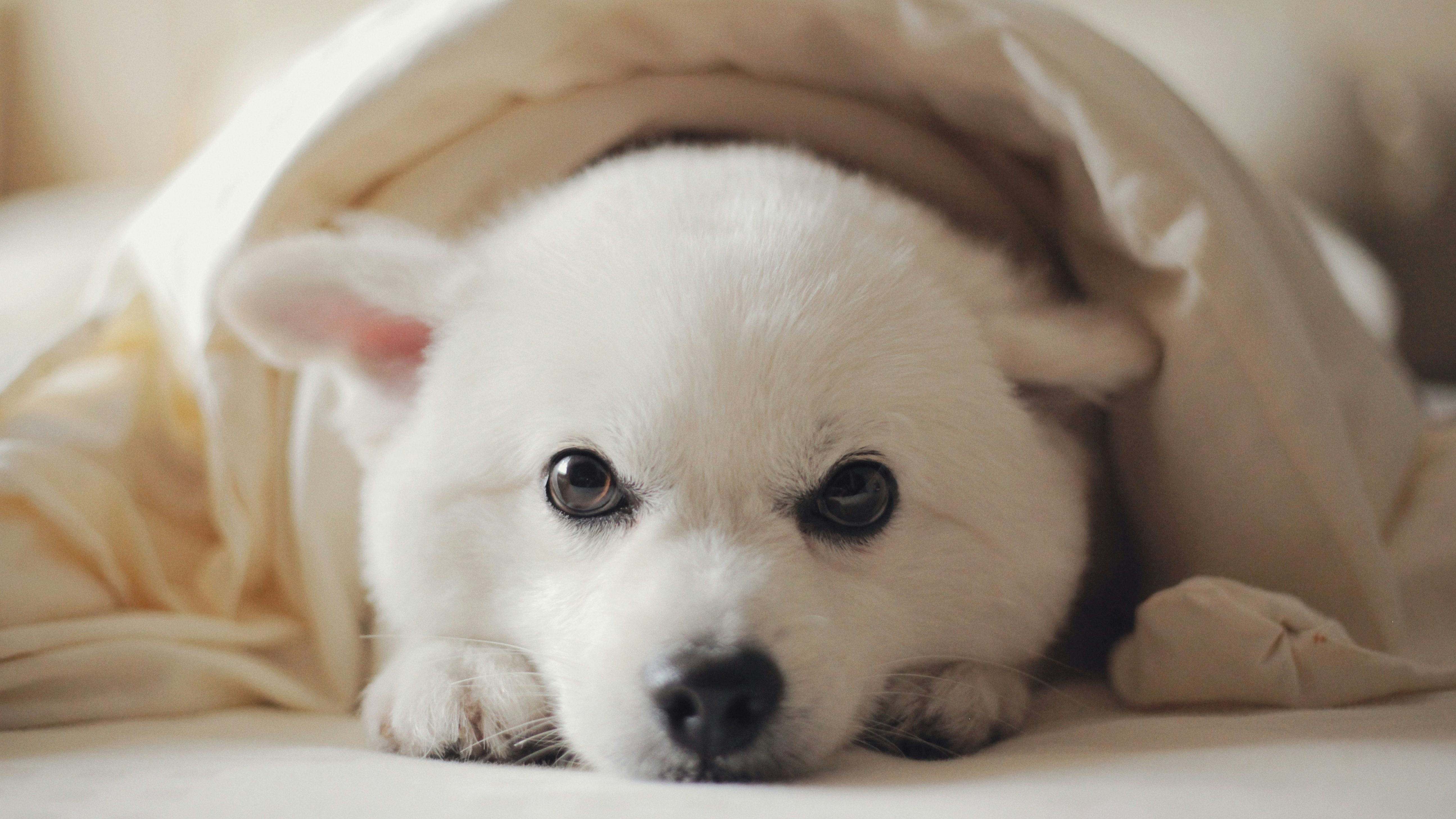 Cachorro com cobertor