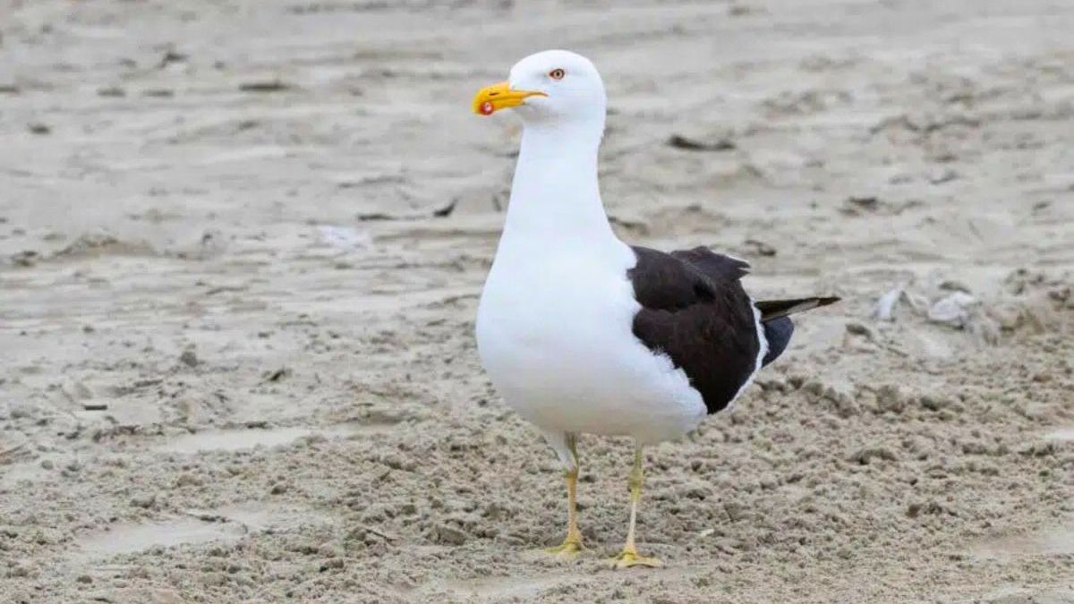 Gaivotão, ou gaivota meridional